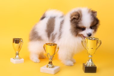 Spitz köpek yavrusu kazanan