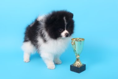 Spitz köpek yavrusu kazanan