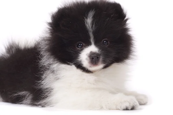 Spitz puppy closeup — Stock Photo, Image