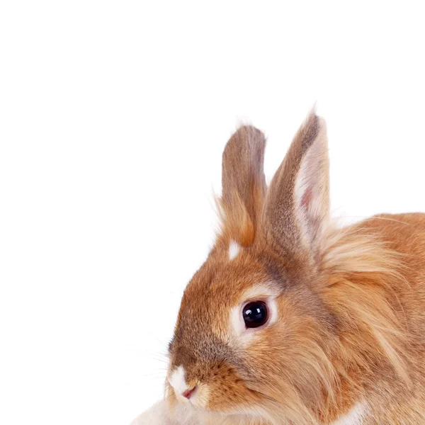 Little rabbit closeup — Stock Photo, Image