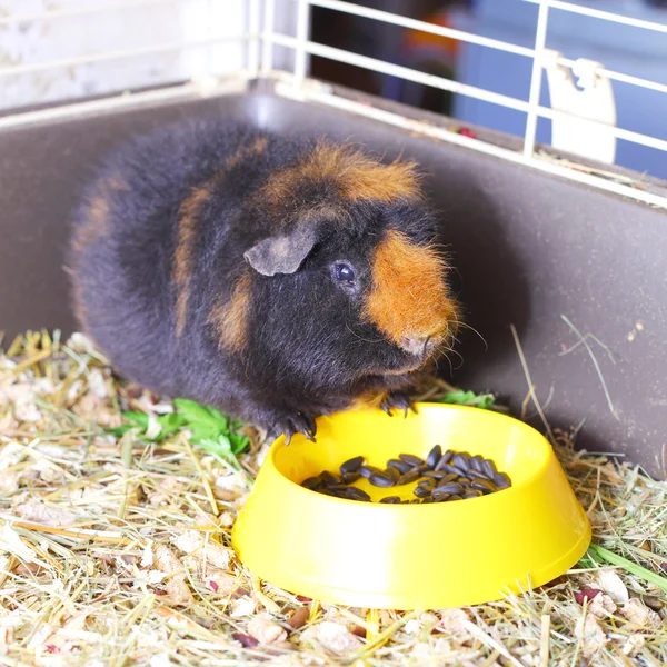 Fofinho pequeno cavy — Fotografia de Stock