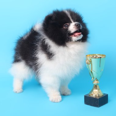 Spitz köpek yavrusu kazanan