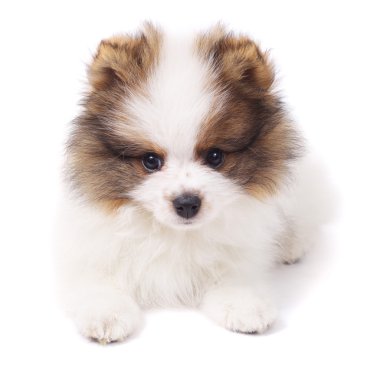 Spitz köpek portre