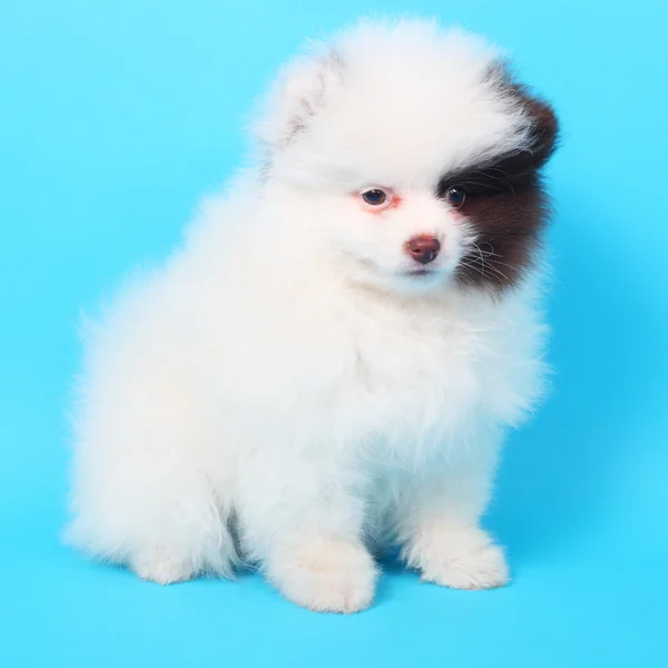 Spitz puppy closeup — Stock Photo, Image