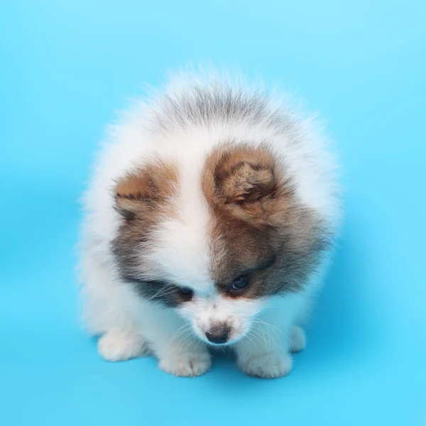 スピッツ子犬のクローズ アップ — ストック写真
