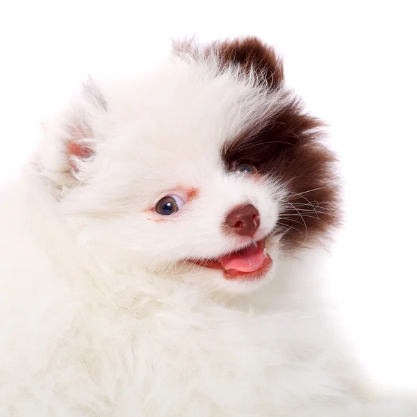 Cute little puppy — Stock Photo, Image