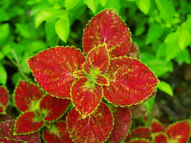 kırmızı yapraklar