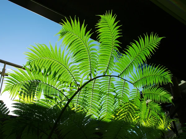 Folhas verdes — Fotografia de Stock