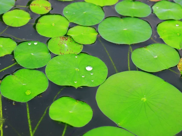 Round Leaves — Stock Photo, Image