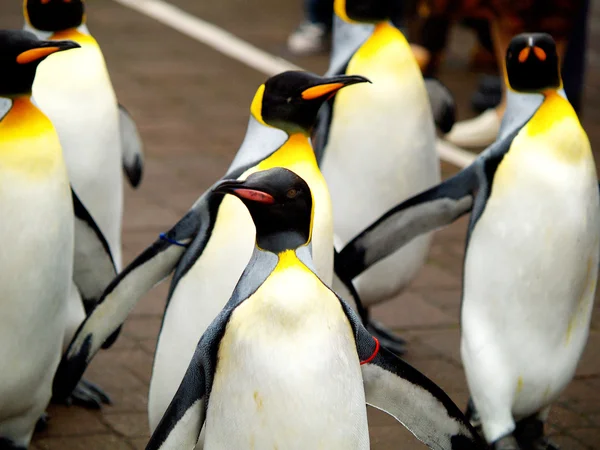 King penguin — Stock Photo, Image