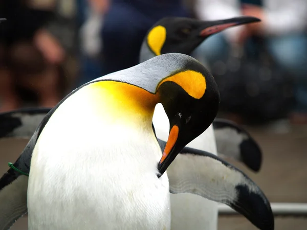 King penguin — Stock Photo, Image