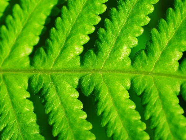 Detalhe da planta — Fotografia de Stock