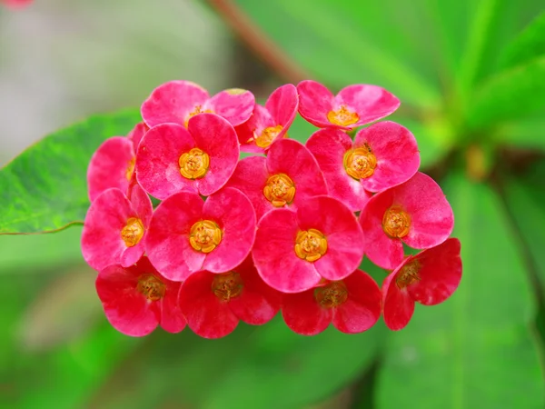 Detalle de flor — Foto de Stock