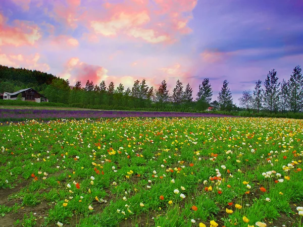 Terreni agricoli e tramonto — Foto Stock