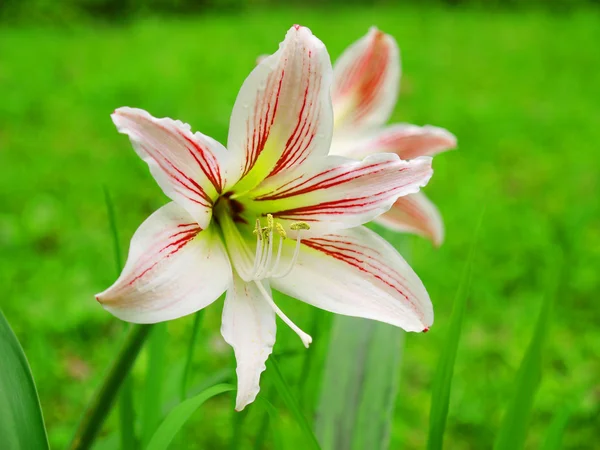 Detalhe da flor — Fotografia de Stock