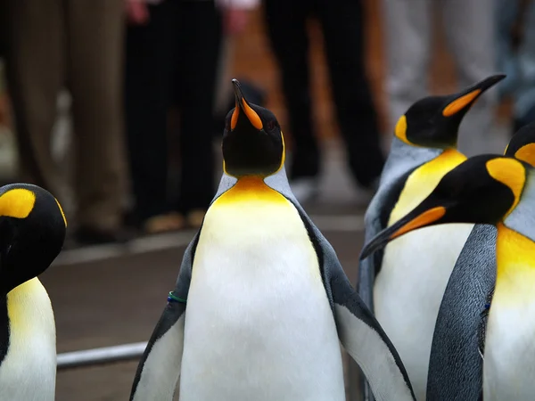 King penguin — Stock Photo, Image