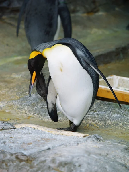 King penguin — Stock Photo, Image