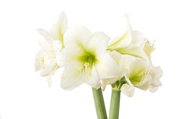 Amaryllis Branco Flor Branco — Fotografia de Stock