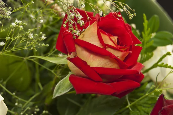 Rose on a green background. — Stock Photo, Image