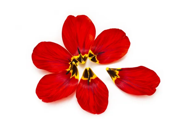 Individual flower petals of a tulip on a white background. — Stock Photo, Image