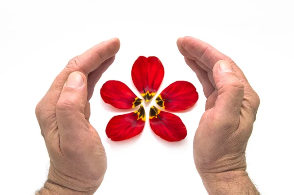 Hands protecting flower. — Stock Photo, Image