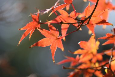 kırmızı akçaağaç yaprakları