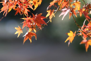 Akçaağaç yaprağı kırmızısı