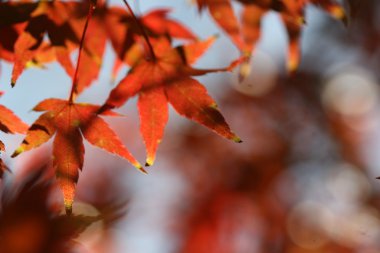 kırmızı akçaağaç yaprakları