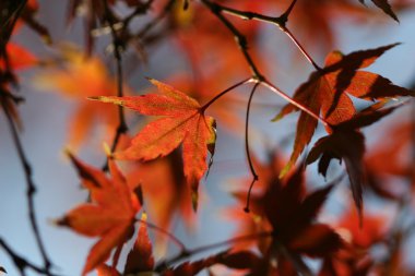 kırmızı akçaağaç yaprakları