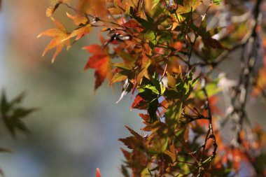 kırmızı akçaağaç yaprakları