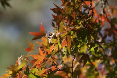 kırmızı akçaağaç yaprakları