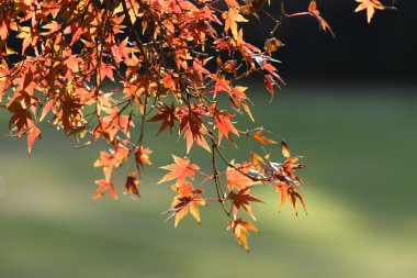 kırmızı akçaağaç yaprakları