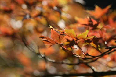 kırmızı akçaağaç yaprakları 