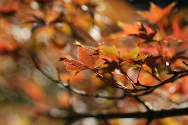 kırmızı akçaağaç yaprakları 
