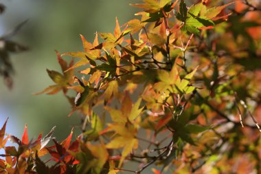 kırmızı akçaağaç yaprakları 