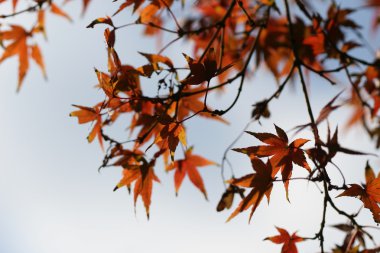 kırmızı akçaağaç yaprakları