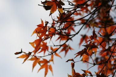 kırmızı akçaağaç yaprakları