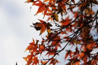kırmızı akçaağaç yaprakları