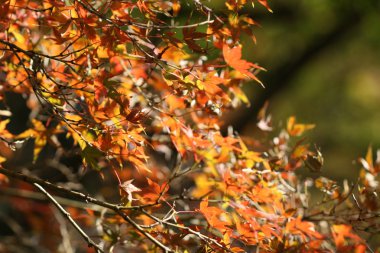kırmızı akçaağaç yaprakları