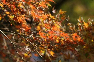 kırmızı akçaağaç yaprakları