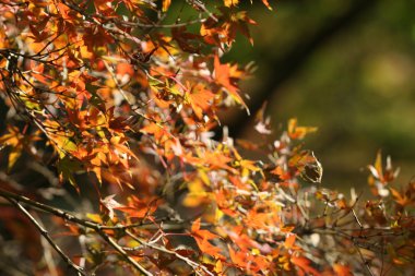 kırmızı akçaağaç yaprakları
