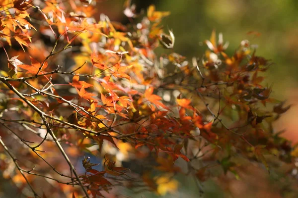 kırmızı akçaağaç yaprakları