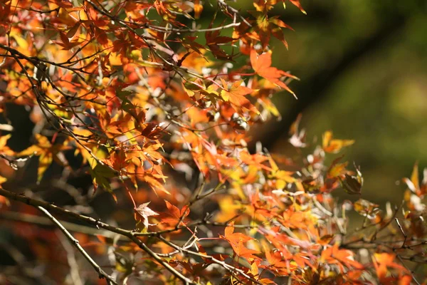 kırmızı akçaağaç yaprakları