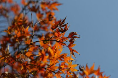 kırmızı akçaağaç yaprakları