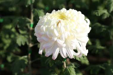 güzel Kasımpatı çiçeği