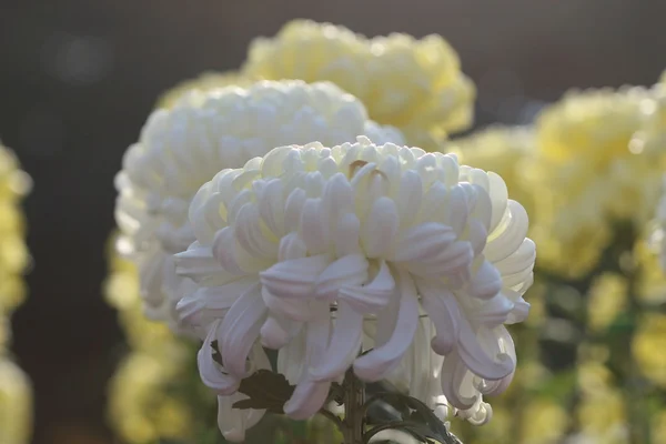 Beautiful chrysanthemum flower — Stock Photo, Image