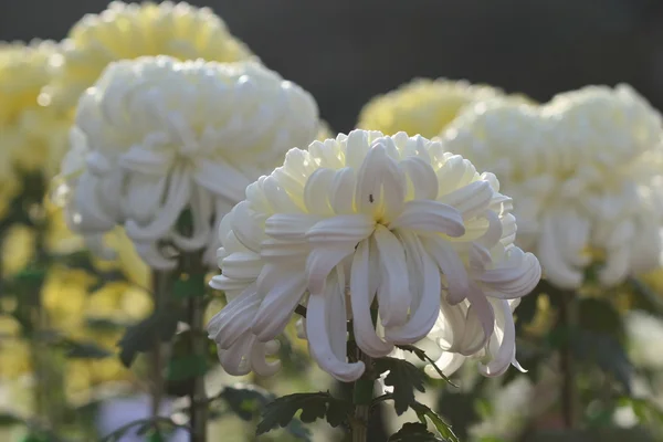 Beautiful chrysanthemum flower — Stock Photo, Image