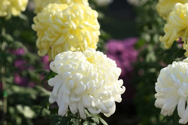 Красивый цветок хризантемы — стоковое фото