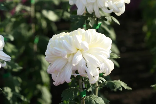 Hermosa flor de crisantemo — Foto de Stock