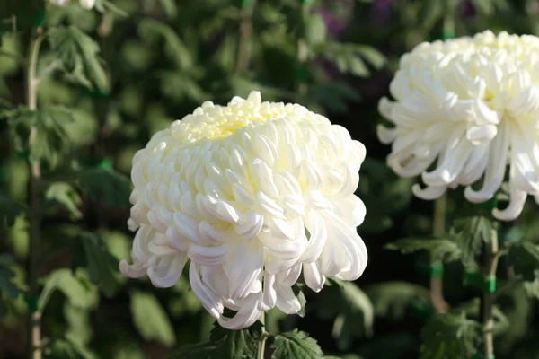 Hermosa flor de crisantemo — Foto de Stock